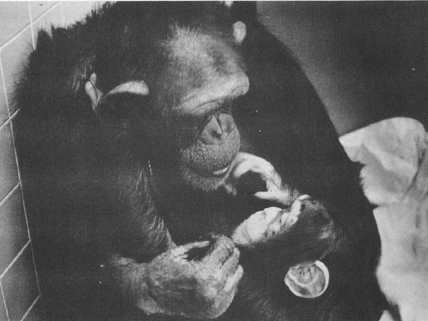 χιμπατζής μωρό 