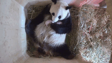 giant panda twins birth yang yang schonbrunn zoo 3