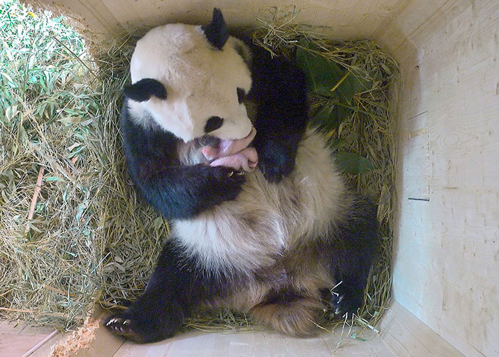 giant panda twins birth yang yang schonbrunn zoo 3